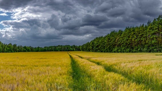 Getreidefeld bei Munster. Dunkle Wolken am Himmel. © NDR Foto: Wiking Dürre