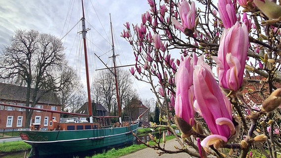 Ein Schiff liegt in Papenburg vor einem Magnolienbaum. © NDR Foto: Elisabeth Ludwig