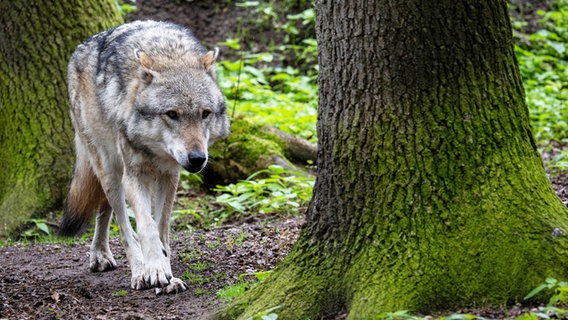 Ein Europäischer Grauwolf in einem Gehege vom Wolfcenter Dörverden. © dpa-Bildfunk Foto: Sina Schuldt