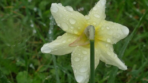 Eine Blüte im Regen © NDR Foto: Joerg Budke