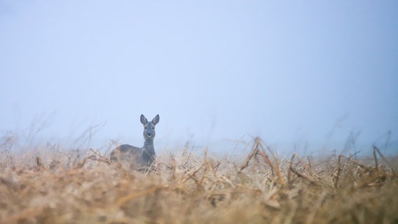 Ein Reh steht in einem Feld. © NDR Foto: Sandra Bittner-Hellbernd
