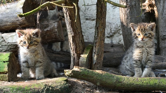 Zwei junge Wildkatzen sitzen im Gehege im Zoo Nordhorn. © Tierpark Nordhorn/dpa Foto: Franz Frieling