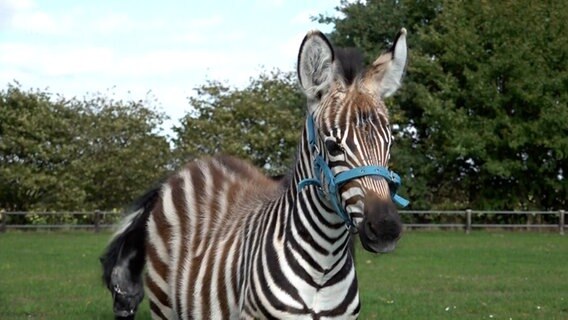 Zebra-Folen "Toni" aus dem Tierpakr Ströhen (Landkreis Diepholz) schaut in die Kamera. Im Hintergrund steht seine Adoptivmutter, die Ponystute "Sterni". © NonstopNews 