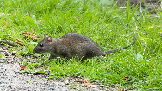 Eine Ratte © picture alliance / blickwinkel Foto: H. Baesemann