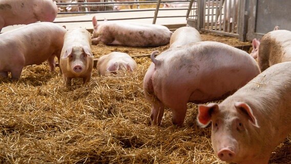 Schweine in einem Stall im Stroh. © picture alliance / CHROMORANGE | Udo Herrmann Foto: Udo Herrmann