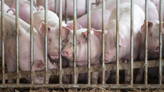 Schweine in einem Stall hinter Gitterstäben. © picture alliance/dpa | Marijan Murat Foto: Marijan Murat