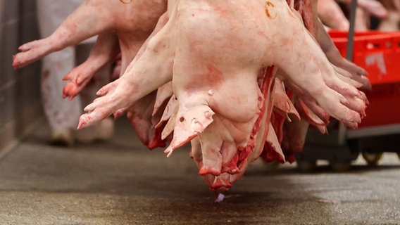 Schweinehälften hängen in einem Schlachtbetrieb. © picture alliance/dpa/dpa-Zentralbild | Jan Woitas Foto: Jan Woitas