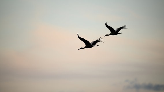 Zwei Störche fliegen im Abendhimmel in Brobergen © dpa-Bildfunk Foto: Daniel Reinhardt