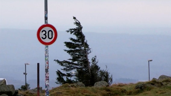 Bäume biegen sich im Sturm im Harz © Nord-West-Media TV 