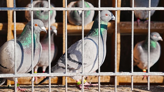 Tauben sitzen hinter Gitterstäben. © picture alliance/Zoonar 