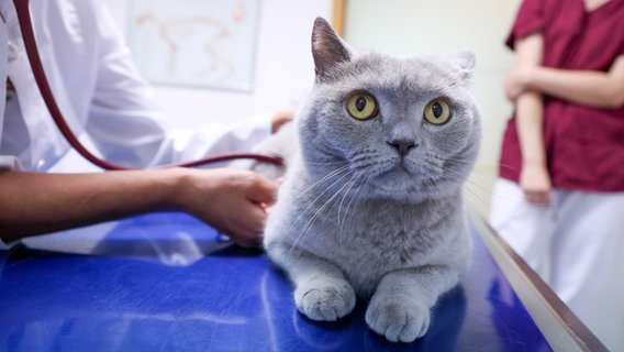 Eine Tierärztin hört in einer Tierarztpraxis mit einem Stethoskop eine Katze ab. © picture alliance/dpa-tmn/Karo Kraemer Foto: Karo Kraemer