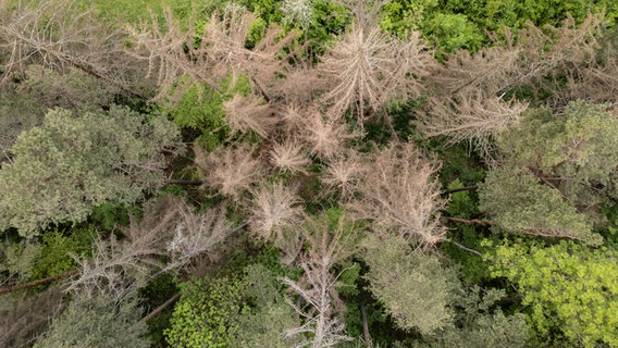Nadel- und Laubbäume stehen in einem Waldstück. © picture alliance / dpa | Silas Stein Foto:  Silas Stein