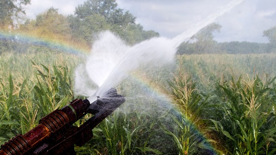 Ein Maisfeld wird bei Sonne bewässert. Ein Regenbogen bildet sich. © Julian Stratenschulte/dpa Foto: Julian Stratenschulte/dpa