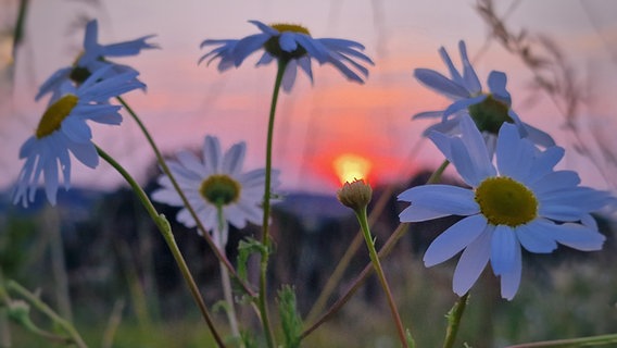 Blumen im Sonnenuntergang © NDR Foto: Laura Grobe