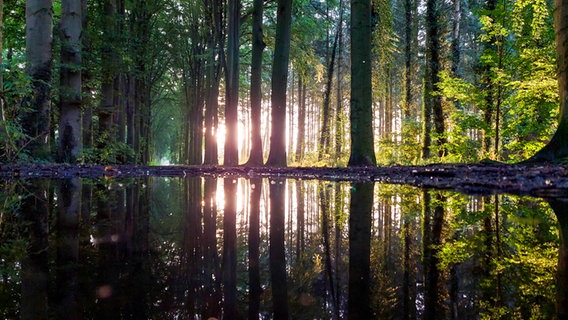 Sonne und die Bäume spiegeln sich in einer Regenpfütze im Burgwald in Dinklage (Landkreis Vechta).
Viele liebe Grüße © NDR Foto: Sandra Bittner-Hellbernd