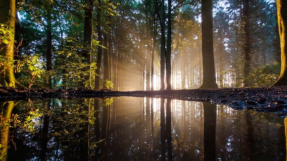 Sonnenstrahlen spiegeln sich in einer Waldpfütze im Dinklager Burgwald. © NDR Foto: Sandra Bittner-Hellbernd