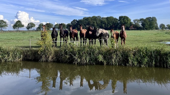 Pferde auf einer Weide am Pallertschloot in Jemgum (Landkreis Leer). © NDR Foto: Stefanie Helbach