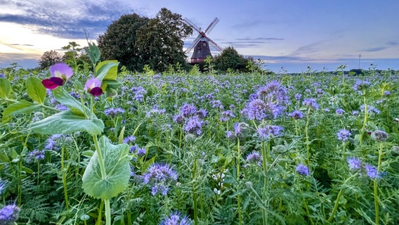 Blumen vor einer Windmühle in Sulingen (Landkreis Diepholz). © NDR Foto: Petra Quade