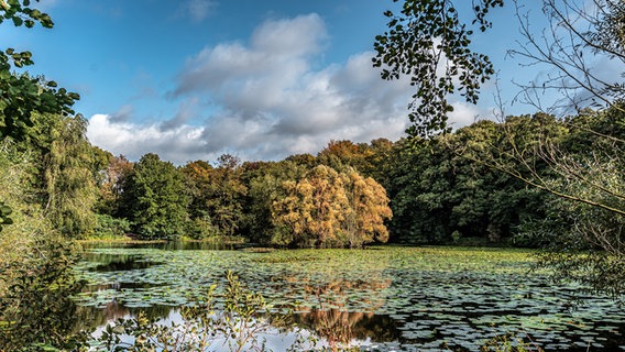 Ein Teich im Wald beim Kloster Loccum © NDR Foto: Uwe Bohlens