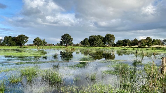 überschwemmte Wiesen in Eversmeer in Ostfriesland © NDR Foto: Uwe Saalbach