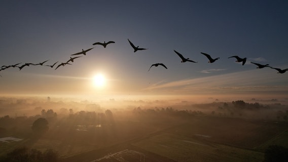 Zugvögel fliegen bei Sonnenaufgang am Himmel. © NDR Foto: Rolf-Dieter Bootsmann