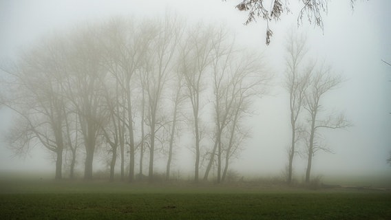 Über einer Wiese mit Bäumen auf der Ottensteiner Hochebene im Landkreis Holzminden hängt Nebel. © NDR Foto: Rolf Sander