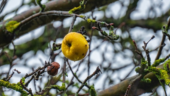 Ein Apfel hängt noch an einem Baum in Himmelsthür. © NDR Foto: Wolfgang Erdtmann