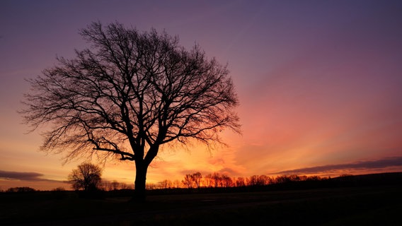 Tagesanbruch über Wennigsen am Deister. Der Himmel leuchtet bunt hinter den schwarzen Umrissen eines Baumes. © NDR Foto: Dieter Ludewig