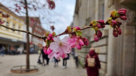Ein Kirschblütenzweig in der Oldenburger Innenstadt. © NDR Foto: Katja Klassen