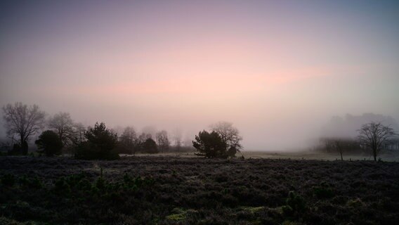 Nebel ist am frühen Morgen im Radenbachtal bei Undeloh in der Lüneburger Heide zu sehen. © NDR Foto: Dennis Karjetta