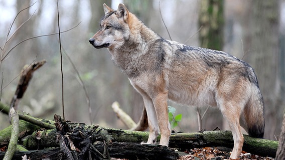 Ein europäischer Wolf steht in einem Waldstück. © dpa/picture-alliance Foto:  Ingo Wagner