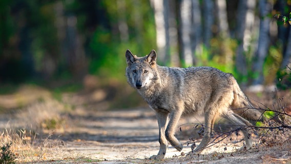 Ein Wolf läuft auf einem Weg in einem Wald. © NABU/Kathleen Gerber Foto: Kathleen Gerber