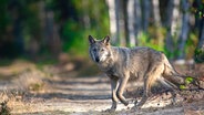 Ein Wolf läuft auf einem Weg in einem Wald. © NABU/Kathleen Gerber Foto: Kathleen Gerber