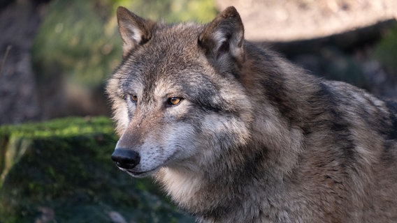 Ein Wolf blickt nach links. © picture alliance / agrarmotive | Klaus-Dieter Esser Foto: Klaus-Dieter Esser