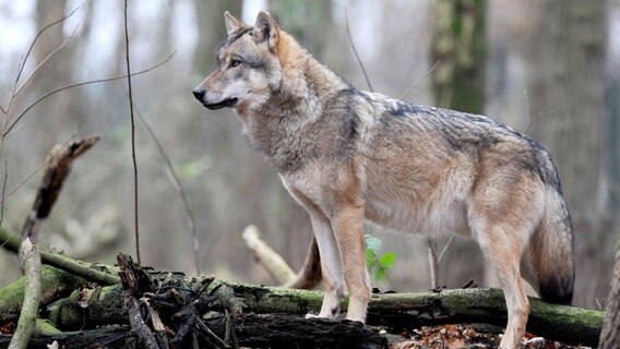 Ein Grauwolf steht in einem der weitläufigen Gehege des Wolfscenters von Dörverden. © Ingo Wagner/dpa Foto: Ingo Wagner