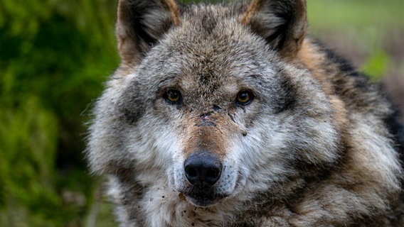 Ein Europäischer Grauwolf. © picture alliance/dpa | Sina Schuldt Foto: Sina Schuldt