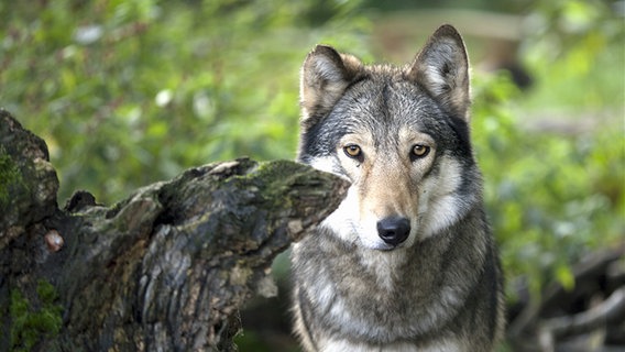 Ein Wolf © NDR Foto: Sven Glagow