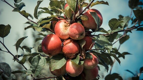Reife Äpfel an einem Apfelbaum. © NDR Foto: Cornelius Tiedemann