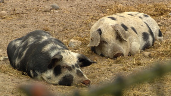 Zwei Schweine beim Schlafen. © NDR 