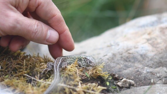 Eine Hand greif nach einer kleinen Eidechse. © NDR Foto: Jörn Zahlmann
