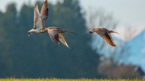 Ein Gruppe von Brachvögeln fliegt über eine Wiese. © picture alliance / blickwinkel Foto: Ralph Sturm