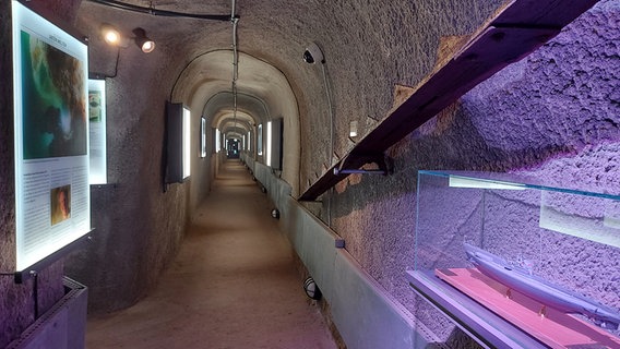 Ein gewölbter Bunker-Durchgang mit beleuchteten Informationstafeln an der Wand. © NDR Foto: Laura Albus