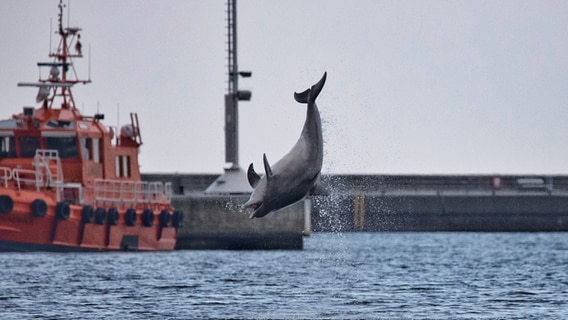 Ein Delfin zeigt seine Kunststücke in der Ostsee. © Andreas Benzin Foto: Andreas Benzin