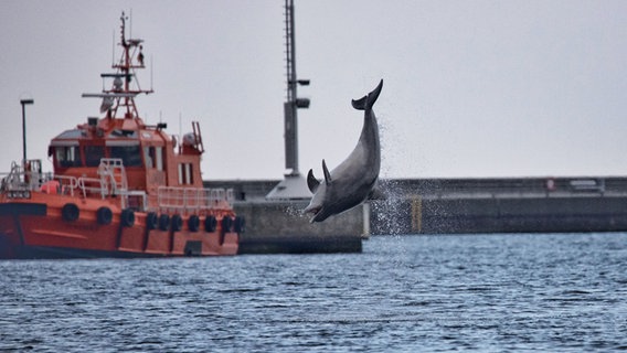 Delfin "Delle" macht einen Luftsprung in Travemünde. © Andreas Benzin Foto: Andreas Benzin