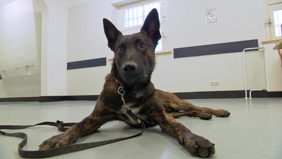 Drogenspürhund Ares in der Kieler JVA. © NDR Foto: NDR Screenshot
