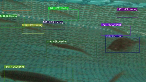 KI-System erkennt Heringe und Plattfisch im Schleppnetz © Thünen-Institut für Ostseefischerei Foto: Dr. Daniel Stepputtis