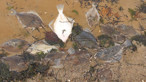 Zahlreiche tote Fische in der Ostsee vor Eckernförde. © Daniel Friederichs 