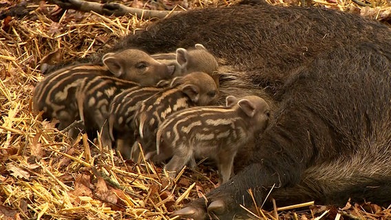 Frischlinge liegen am Gesäuge ihrer Wildschweinmutter © NDR 