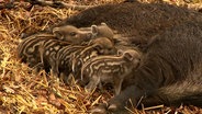 Frischlinge liegen am Gesäuge ihrer Wildschweinmutter © NDR 