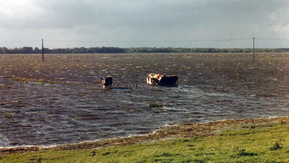 Kühe im überschwemmten Gebiet. © Ernst Schüder Foto: Ernst Schüder